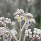 300 SILVERDUST DUSTY MILLER Cineraria Maritima Jacobaea Senecio Flower Seeds
