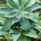 75 Sacred California WHITE SAGE Salvia Apiana Shrub Silver Folliage Native Smudge Seeds