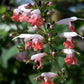 30 CORAL NYMPH SALVIA Coccinea Hummingbird Sage Flower Seeds