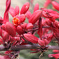 25 RED YUCCA Hesperaloe Parviflora aka Hummingbird, Coral, & Texas Yucca Flower Seeds