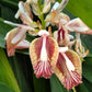 5 CARDAMON CARDAMOM Elettaria Cardamomum HERB Flower Shrub Tree Seeds