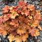 1200 Mixed Colors CORAL BELLS HEUCHERA Shade Flower Seeds