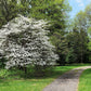 10 American WHITE FLOWERING DOGWOOD Small Tree Cornus Florida Seeds