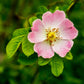 50 Thornless Pink DOG BRIER ROSE Bush Rosa Canina Inermis Victory Garden Fragrant Flower Seeds
