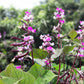 10 Ruby Moon HYACINTH BEAN Lablab Purpureus Blue Purple White Flower Ornamental Vine Seeds