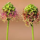 500 SALAD BURNET Sanguisorba Minor Edible Greens Vegetable Herb Flower Seeds