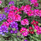 100 MIXED COLORS VERBENA Hybrida Compacta Flower Seeds
