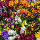 250 Mixed Colors SWISS GIANT PANSY Viola Wittrockiana Flower Seeds