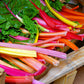 150 Mixed Colors NORTHERN LIGHTS  SWISS CHARD (Perpetual Spinach) Beta Vulgaris Cicla Vegetable Seeds