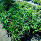 20 PREGNANT ONION SEEDS aka False Sea Onion Lily Ornithogalum Caudatum Flower Good Houseplant