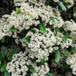 20 NANNYBERRY SWEET VIBURNUM Lentago Shrub Tree Blue Black Berry Fruit White Flower Seeds