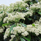 20 NANNYBERRY SWEET VIBURNUM Lentago Shrub Tree Blue Black Berry Fruit White Flower Seeds