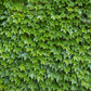 10 BOSTON IVY ( Bostonian Ivy / Wall Ivy ) Parthenocissus Tricuspidata Veitchii Vine Flower Seeds