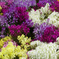 2000 NORTHERN LIGHTS Mix SNAPDRAGON Linaria Maroccana Flower Seeds