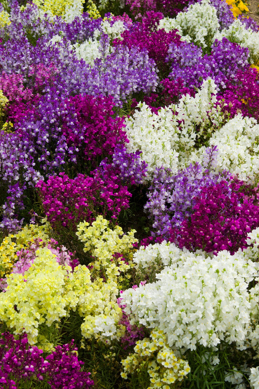 2000 NORTHERN LIGHTS Mix SNAPDRAGON Linaria Maroccana Flower Seeds