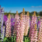 75 Mixed Colors RUSSELL LUPINE (Streamside, Bigleaf, Garden, or Washington Lupine) Lupinus Polyphyllus Flower Seeds