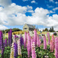 75 Mixed Colors RUSSELL LUPINE (Streamside, Bigleaf, Garden, or Washington Lupine) Lupinus Polyphyllus Flower Seeds