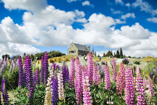 75 Mixed Colors RUSSELL LUPINE (Streamside, Bigleaf, Garden, or Washington Lupine) Lupinus Polyphyllus Flower Seeds