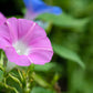 50 Mixed Colors MORNING GLORY Ipomoea Purpurea Vine Flower Seeds