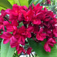 10 MIXED COLORS PLUMERIA Seeds - Lei Flower Frangipani Mix Fragrant Shrub Small Tree Pink Red Yellow White Peach Two Tone