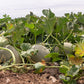 200 HALE'S Best JUMBO CANTALOUPE Orange Muskmelon Cucumis Melo Melon Fruit Seeds