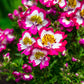 200 Mixed Colors BUTTERFLY ORCHID (Poor Mans Orchid / Angel Wings) Schizanthus Wisetonensis Flower Seeds