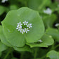 100 MINER'S LETTUCE Winter Purslane Spinach Claytonia Perfoliata Vegetable Seeds