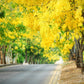 15 GOLDEN SHOWER TREE Gold Rush Yellow Cassia Fistula Flower Seeds
