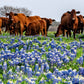 150 TEXAS BLUEBONNET LUPINE Lupinus Texensis Flower Seeds