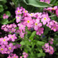 100 Mixed FORGET ME NOT Pink Blue White Mix Myosotis Alpestris Flower Seeds *Flat Shipping