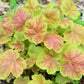 1200 Mixed Colors CORAL BELLS HEUCHERA Shade Flower Seeds