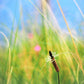 1000 CHINESE PLANTAIN Plantago Asiatica Herb Flower Seeds