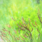 1000 CHINESE PLANTAIN Plantago Asiatica Herb Flower Seeds