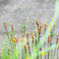 1000 CHINESE PLANTAIN Plantago Asiatica Herb Flower Seeds