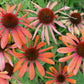 25 CHEYENNE SPIRIT CONEFLOWER Echinacea Orange Red Yellow Purple Pink White Herb Flower Seeds