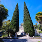 20 MEDITERRANEAN CYPRESS TREE Italian Pencil Pine Cedar Cupressus Sempervirens Stricta Seeds