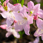 50 PINK ROYAL AZALEA Rhododendron Schlippenbachii Bush Shrub Flower Seeds