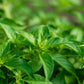 1500 LEMON BASIL Ocimum Basilicum HERB Flower Seeds