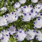 750 FIVE SPOT Nemophila Maculata White & Purple Flower Seeds