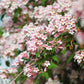 10 BEAUTY BUSH SHRUB Beautybush Kolkwitzia Amabilis Pink & White Flower Red Berry Seeds