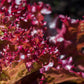 3000 RUBY LEAF LETTUCE Red Loose Leaf Heirloom Lactuca Sativa Vegetable Seeds