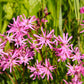 100 RAGGED ROBIN Pink Purplish Lychnis Flos Cuculi Flower Seeds