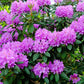 50 Rosebay RHODODENDRON Maximum White Pink Laurel Bush Shrub Flower Seeds