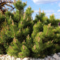 25 MUGO PINE Dwarf Evergreen Pinus Pumilio Shrub Seeds
