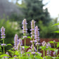 5 TRUE PATCHOULI SHRUB Fragrant Patchouly Pogostemon Cablin Herb Seeds