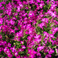 200 Red CRIMSON FOUNTAIN LOBELIA Erinus Trailing Flower Seeds