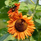 100 Mixed EVENING COLORS SUNFLOWER Helianthus Annuus Orange Red Gold Flower Seeds
