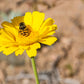 500 Yellow DESERT MARIGOLD Baileya Multiradiata Showy Drought Paper Daisy Flower Herb Seeds