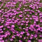 25 Table Mountain ICE PLANT Magenta Fuchsia Delosperma Cooperi Hardy Pink Carpet Flower Seeds