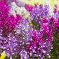 2000 NORTHERN LIGHTS Mix SNAPDRAGON Linaria Maroccana Flower Seeds
